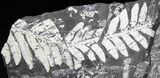 Fossil Seed Fern Plate - Pennsylvania #27203-2